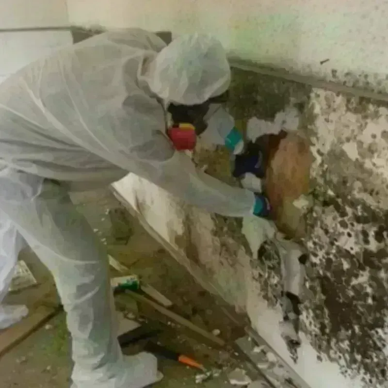 Mold Remediation and Removal in Carbon County, UT